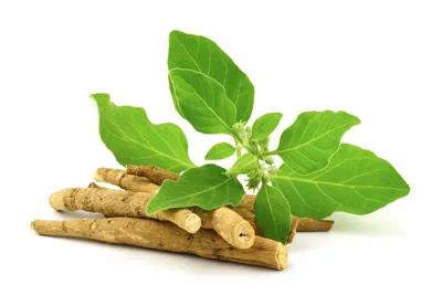 The Super Herb for Stress, Hormones, and Overall Health